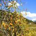 20071118_ibarakitrip_141